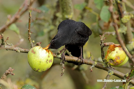 Amsel - Copyright Stefan Pfützke