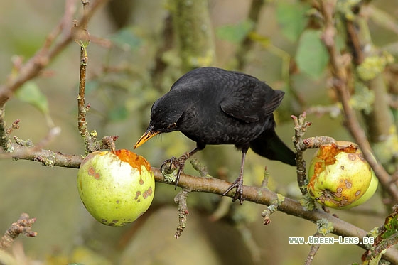 Amsel - Copyright Stefan Pfützke