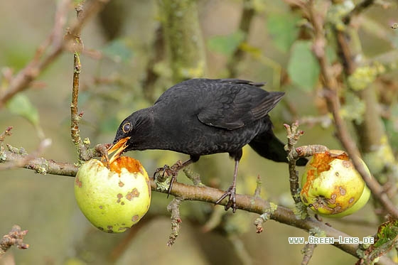 Amsel - Copyright Stefan Pfützke