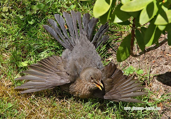 Amsel - Copyright Stefan Pfützke