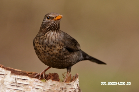 Amsel - Copyright Stefan Pfützke