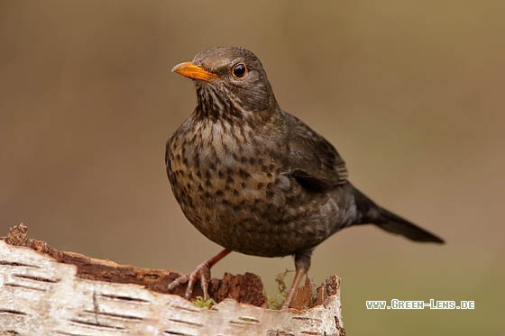 Amsel - Copyright Stefan Pfützke