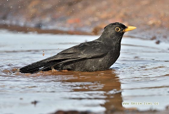 Amsel - Copyright Stefan Pfützke