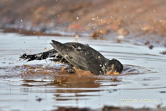 Amsel - Copyright Stefan Pfützke