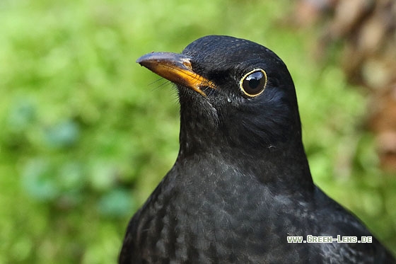 Amsel - Copyright Stefan Pfützke