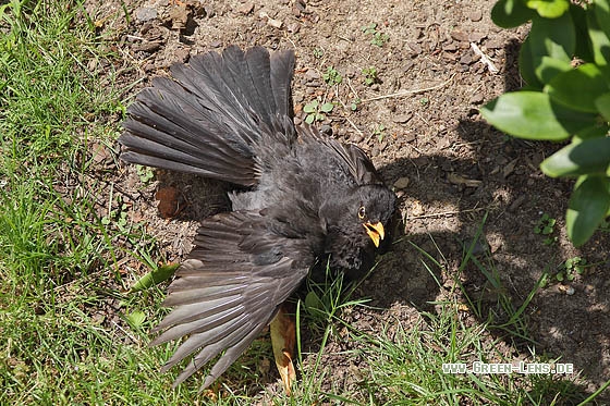 Amsel - Copyright Stefan Pfützke