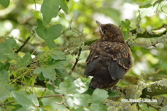 Amsel - Copyright Stefan Pfützke