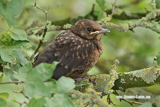 Amsel - Copyright Stefan Pfützke