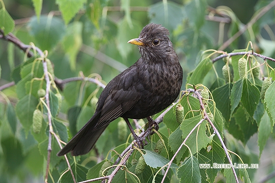 Amsel - Copyright Stefan Pfützke