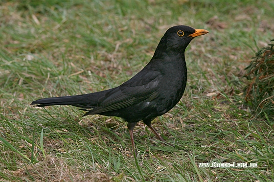 Amsel - Copyright Stefan Pfützke