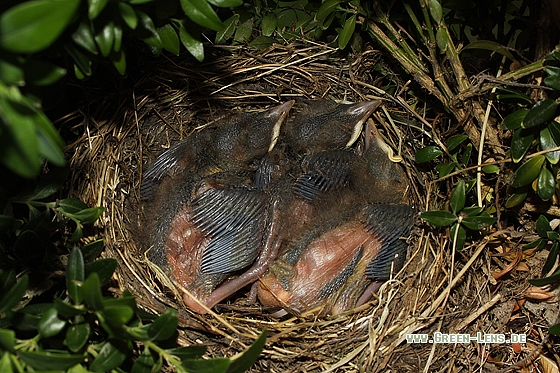 Amsel - Copyright Stefan Pfützke