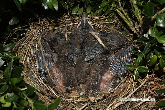 Amsel - Copyright Stefan Pfützke