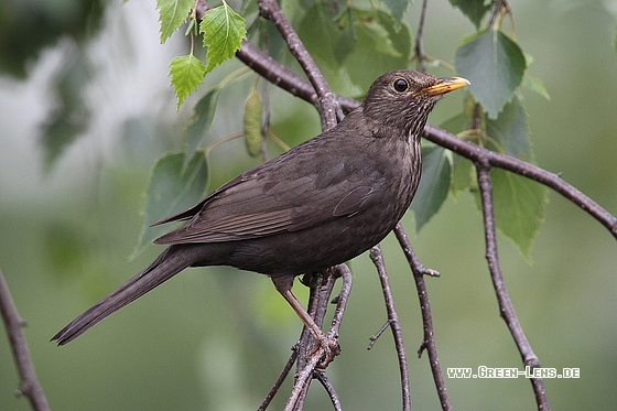 Amsel - Copyright Stefan Pfützke