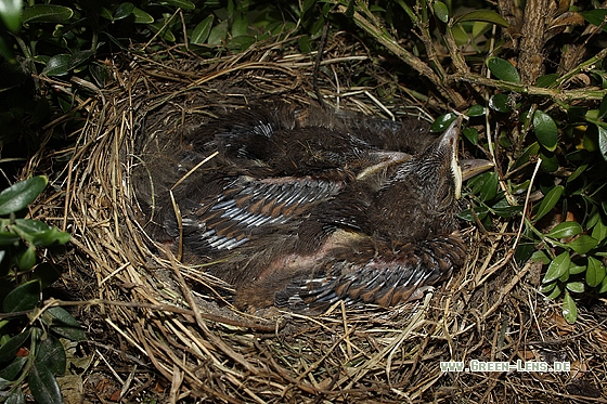 Amsel - Copyright Stefan Pfützke