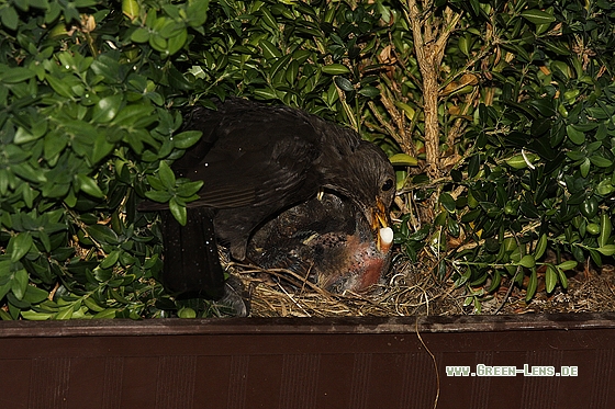 Amsel - Copyright Stefan Pfützke