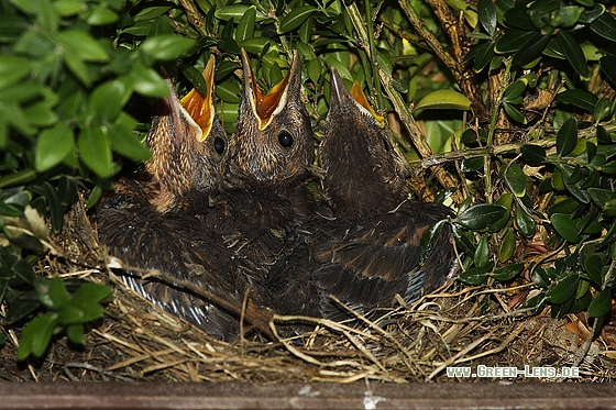 Amsel - Copyright Stefan Pfützke