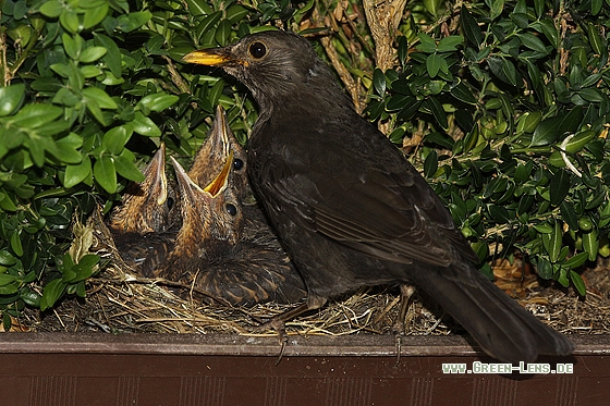 Amsel - Copyright Stefan Pfützke