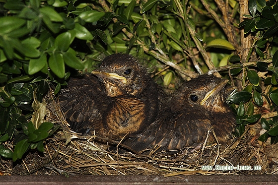 Amsel - Copyright Stefan Pfützke