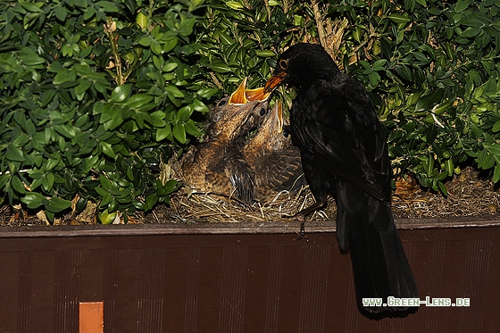 Amsel - Copyright Stefan Pfützke