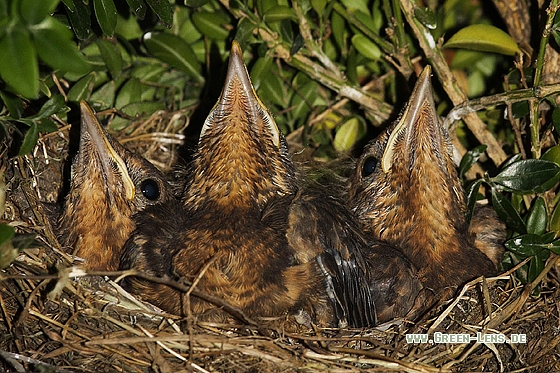 Amsel - Copyright Stefan Pfützke