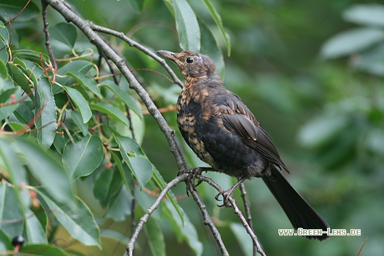 Amsel - Copyright Stefan Pfützke