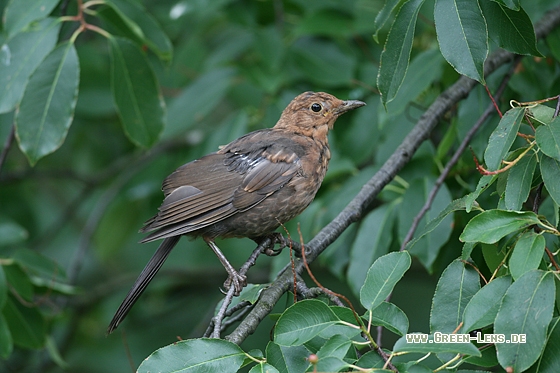 Amsel - Copyright Stefan Pfützke