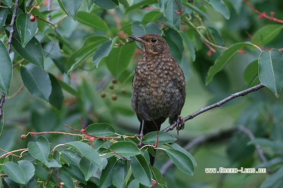 Amsel - Copyright Stefan Pfützke