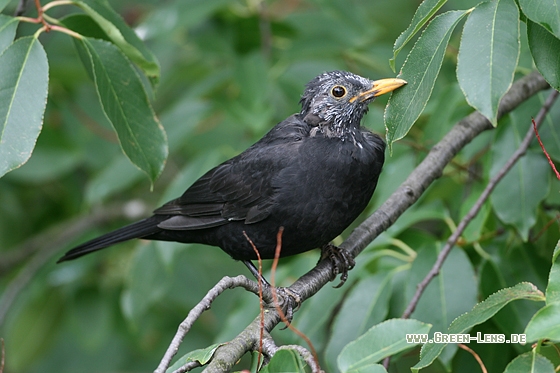 Amsel - Copyright Stefan Pfützke