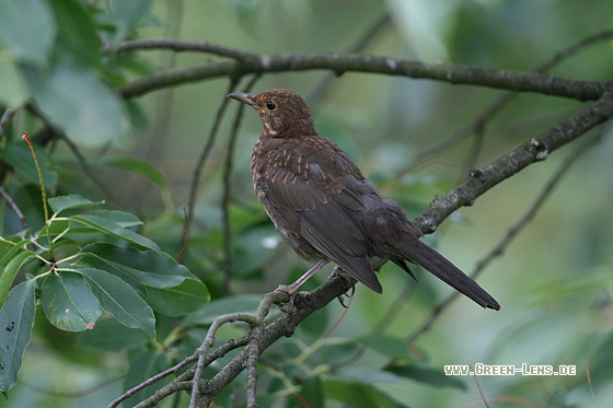 Amsel - Copyright Stefan Pfützke