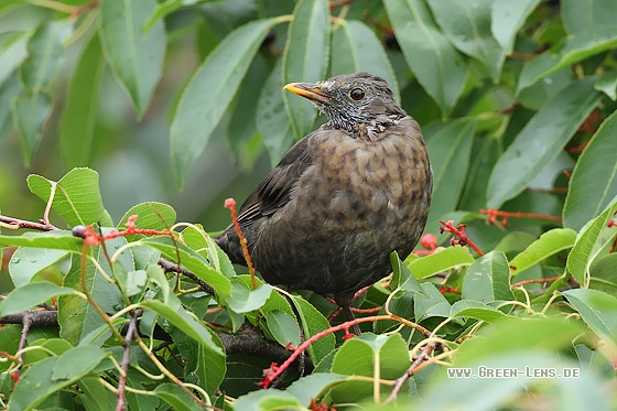 Amsel - Copyright Stefan Pfützke