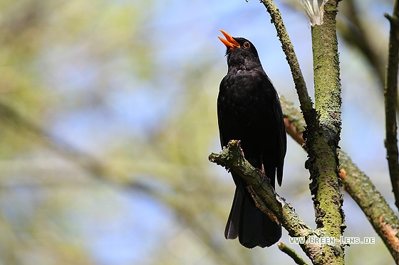 Amsel - Copyright Stefan Pfützke