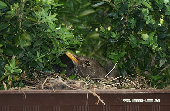 Amsel - Copyright Stefan Pfützke