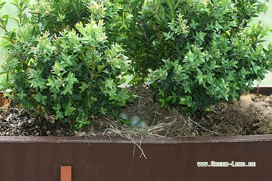 Amsel - Copyright Stefan Pfützke