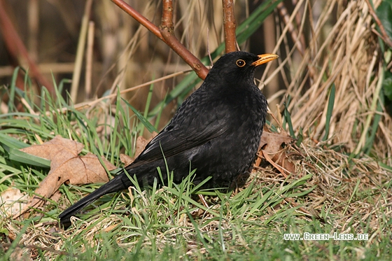 Amsel - Copyright Stefan Pfützke