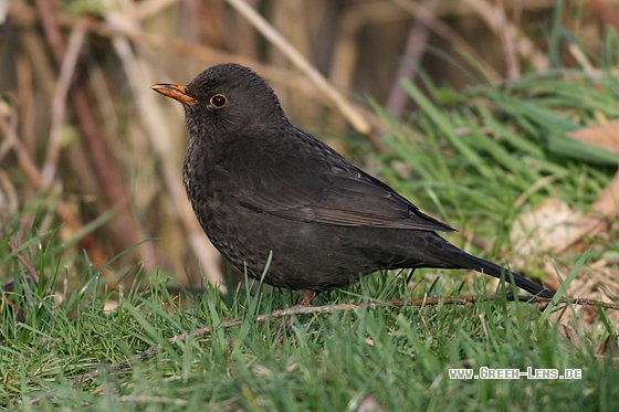 Amsel - Copyright Stefan Pfützke