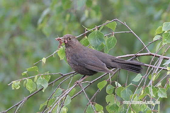 Amsel - Copyright Stefan Pfützke