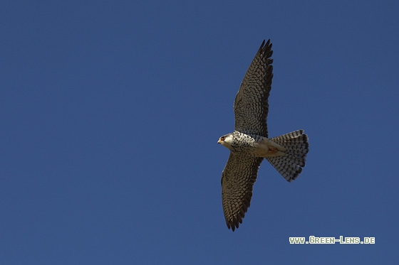 Amurfalke - Copyright Mathias Putze