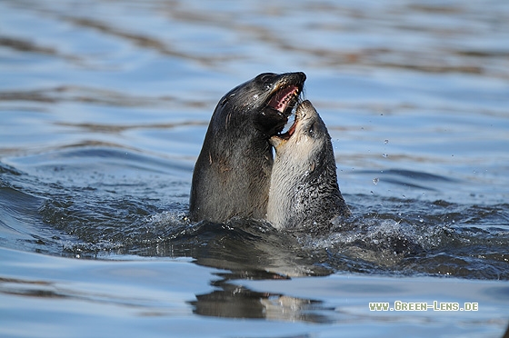 Antarktischer Seebär - Copyright Christian Gelpke