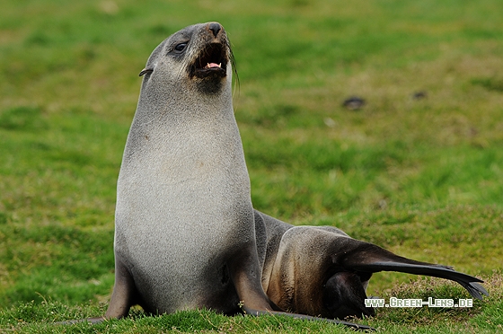 Antarktischer Seebär - Copyright Christian Gelpke