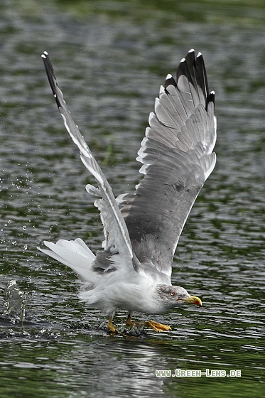 Mittelmeermöwe - Copyright Stefan Pfützke