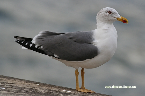 Mittelmeermöwe - Copyright Stefan Pfützke