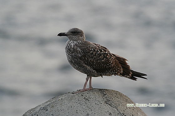 Mittelmeermöwe - Copyright Stefan Pfützke