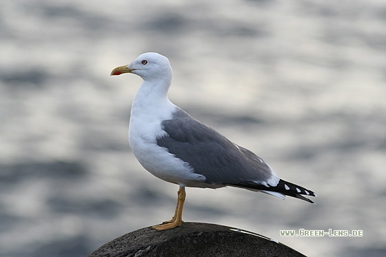 Mittelmeermöwe - Copyright Stefan Pfützke