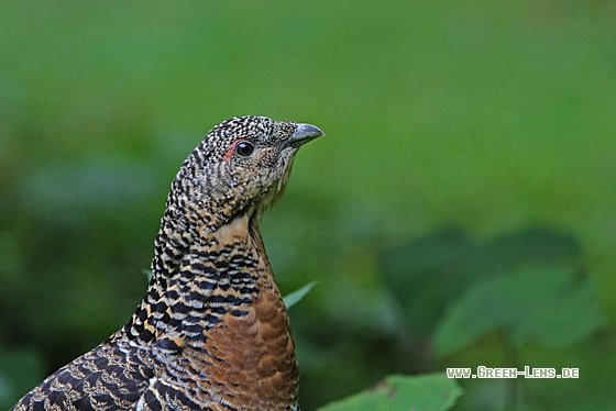 Auerhuhn - Copyright Christoph Moning