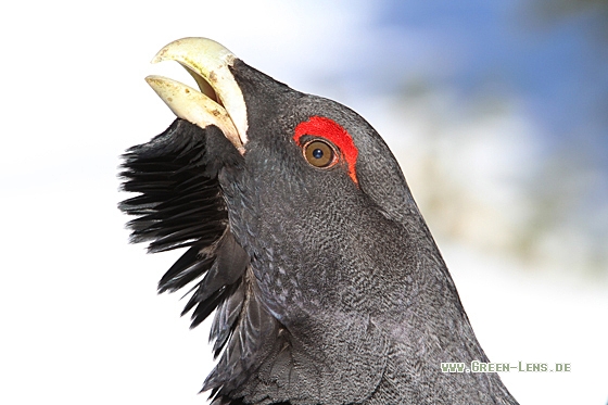 Auerhuhn - Copyright Christoph Moning