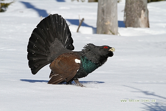 Auerhuhn - Copyright Christoph Moning