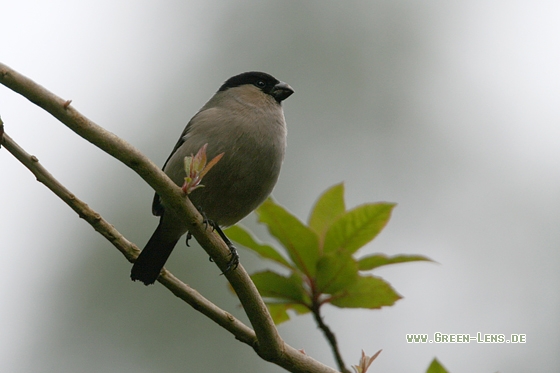 Azorengimpel - Copyright Stefan Pfützke