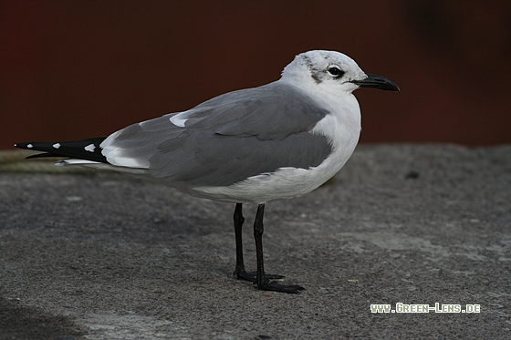 Aztekenmöwe - Copyright Stefan Pfützke