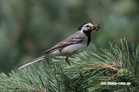 Bachstelze - Copyright Stefan Pfützke