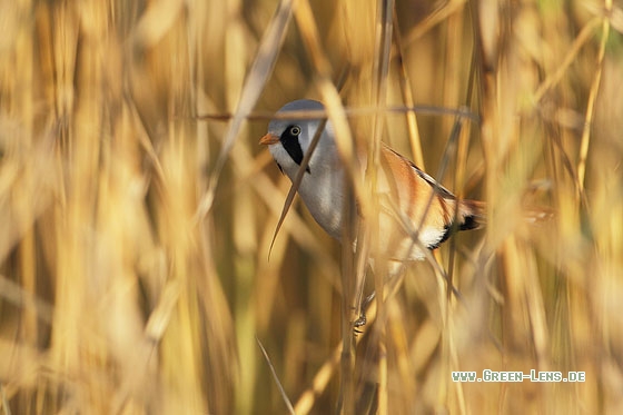 Bartmeise - Copyright Stefan Pfützke